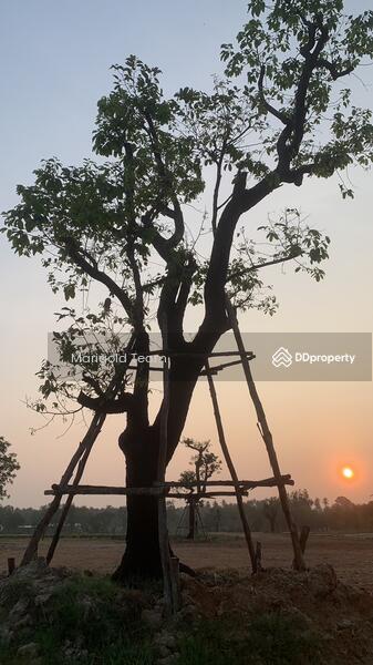 ขาย - ที่ดินพัฒนาแล้วแปลงสวย 30 ไร่ ทับสะแก ประจวบคีรีขันธ์ถนนลากยางหน้ากว้าง 175 เมตร ไฟฟ้า ประปา พร้อม, ประจวบคีรีขันธ์