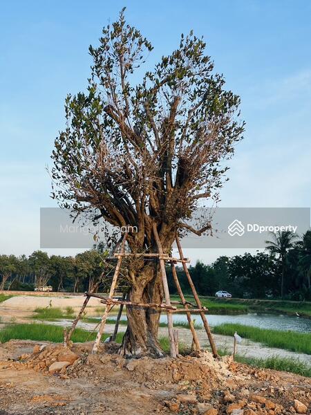 ขาย - ที่ดินพัฒนาแล้วแปลงสวย 30 ไร่ ทับสะแก ประจวบคีรีขันธ์ถนนลากยางหน้ากว้าง 175 เมตร ไฟฟ้า ประปา พร้อม, ประจวบคีรีขันธ์