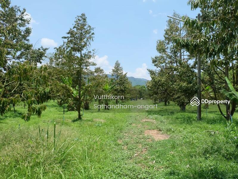 Durian Garden Land For Sale Pa La-U Water Fall, Phetchaburi, Pa Deng, Kaeng Krachan, Phetchaburi, , 19,200 sqm, Land For Sale, by Vutthikorn Sathandham-ongart, 10814287 - DDproperty.com