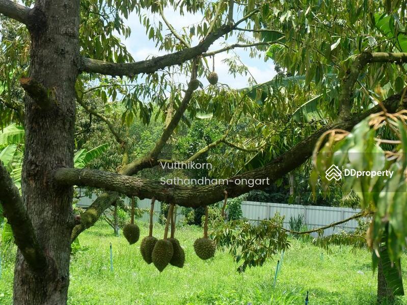ขายสวนทุเรียน ป่าละอู ใกล้น้ำตกป่าละอู ต.ป่าเด็ง อ.แก่งกระจาน จ.เพชรบุรี, เพชรบุรี, ป่าเด็ง, แก่งกระจาน, เพชรบุรี, 19,200 ตร.ม., ที่ดิน ขาย, โดย Vutthikorn Sathandham-ongart, 10814287 - DDproperty.com