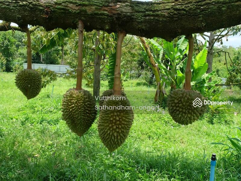 ขายสวนทุเรียน ป่าละอู ใกล้น้ำตกป่าละอู ต.ป่าเด็ง อ.แก่งกระจาน จ.เพชรบุรี, เพชรบุรี, ป่าเด็ง, แก่งกระจาน, เพชรบุรี, 19,200 ตร.ม., ที่ดิน ขาย, โดย Vutthikorn Sathandham-ongart, 10814287 - DDproperty.com