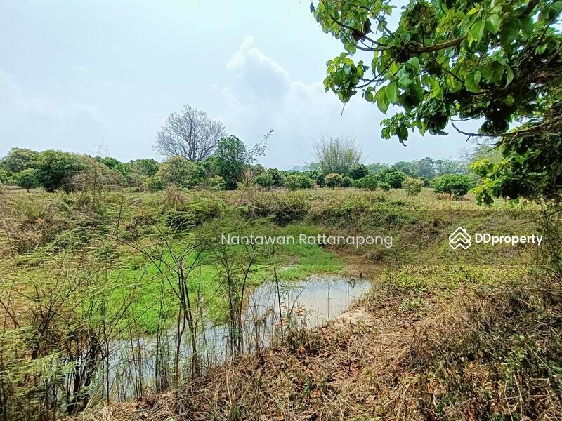 ขาย - สวนลำไย มีสระน้ำกลางที่ดิน เหมาะสำหรับบ้ทำการเกษตร, ลำพูน