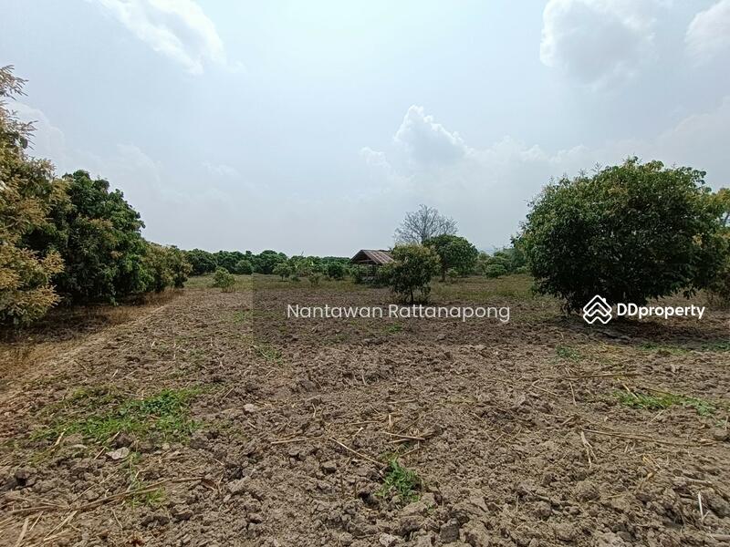 ขาย - สวนลำไย มีสระน้ำกลางที่ดิน เหมาะสำหรับบ้ทำการเกษตร, ลำพูน