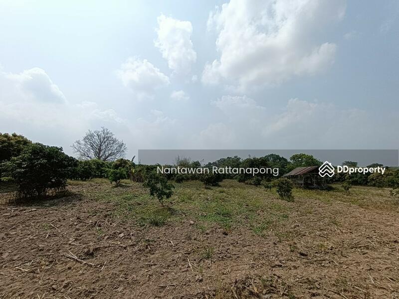 Longan plantation for sale in Li, Lamphun, Lamphun, Dong Dam, Li, Lamphun, , 8,880 sqm, Land For Sale, by Nantawan Rattanapong, 10816554 - DDproperty.com
