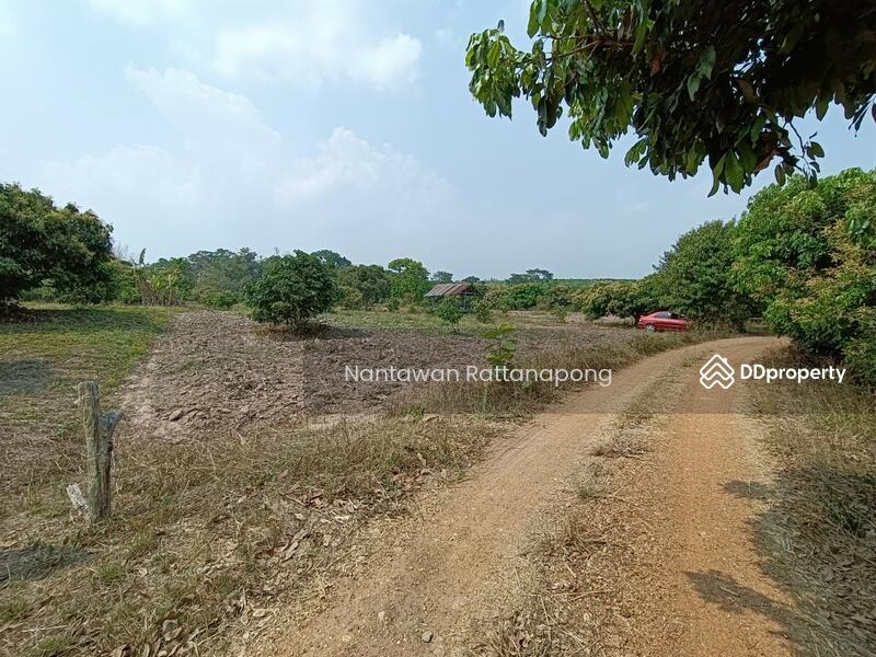 Longan plantation for sale in Li, Lamphun, Lamphun, Dong Dam, Li, Lamphun, , 8,880 sqm, Land For Sale, by Nantawan Rattanapong, 10816554 - DDproperty.com