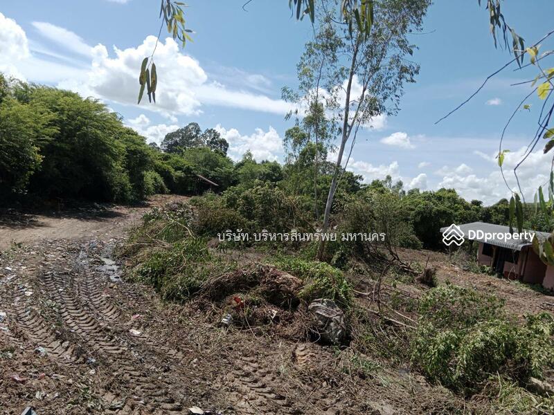 For Sale - Land 2-3-22 Rai in Khuengnai, Ubonratchathani., Ubon Ratchathani