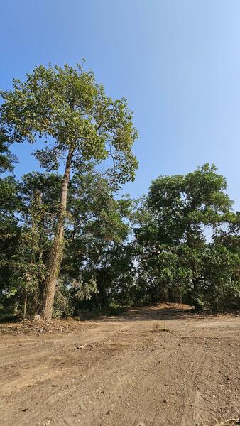 ขาย - ที่ดินสวย หน้ากว้าง ถนนโคกขวาง-ระเบาะไผ่ อ.ศรีมหาโพธิ์ จ.ปราจีนบุรี, ปราจีนบุรี