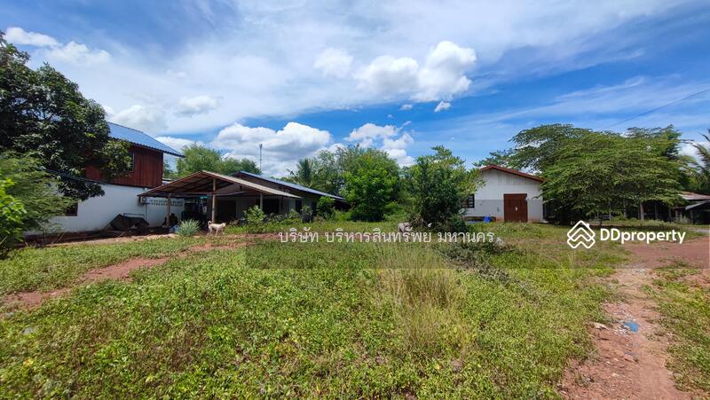 For Sale - Land 156.3 Sqw. Bo Pho Nakhon Thai Phitsanulok., Phitsanulok