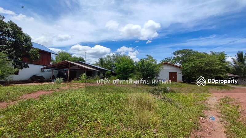 For Sale - Land 156.3 Sqw. Bo Pho Nakhon Thai Phitsanulok., Phitsanulok