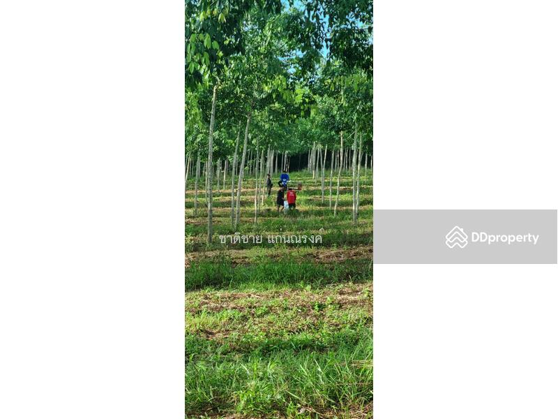 วังกระแจะ ตราด, Trat, Wang Krachae, Muang Trat, Trat, , 66,418 sqm, Land For Sale, by Chartchai Kaennarong, 10854369 - DDproperty.com