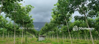 ขาย - วังกระแจะ ตราด, ตราด