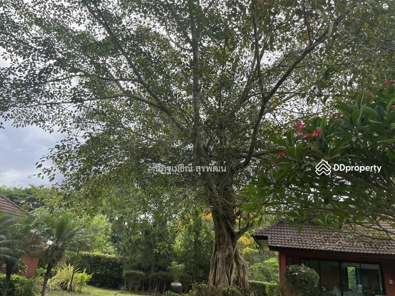 For Sale - Land vacant 39 raifor sale at Mae On Sankampaeng Chiang Mai Hot Spring zone For wellness healthcare, Chiang Mai