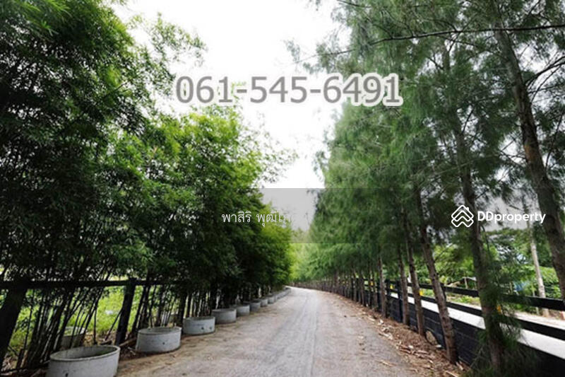 ที่ดิน 73 ไร่ ปากช่อง โคราช เห็นเขายายเที่ยง สวย คุ้มค่ามาก, นครราชสีมา, คลองม่วง, ปากช่อง, นครราชสีมา, 117,520 ตร.ม., ที่ดิน ขาย, โดย คุณ ปียานุช, 10946499 - DDproperty.com