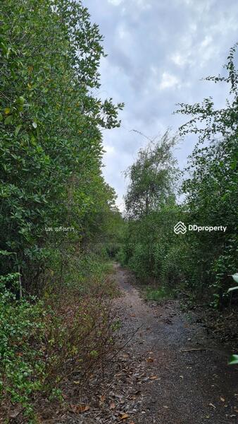 ขาย - ขายที่ดินติดแม่น้ำ 4-2-93ไร่ (1,893 ตรว.)ใกล้ปากอ่าวบางตะบูน อ.บ้านแหลม, เพชรบุรี