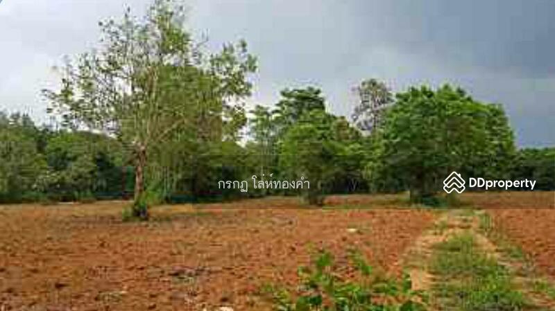 For Sale - ที่ดินภูเรือ, Loei