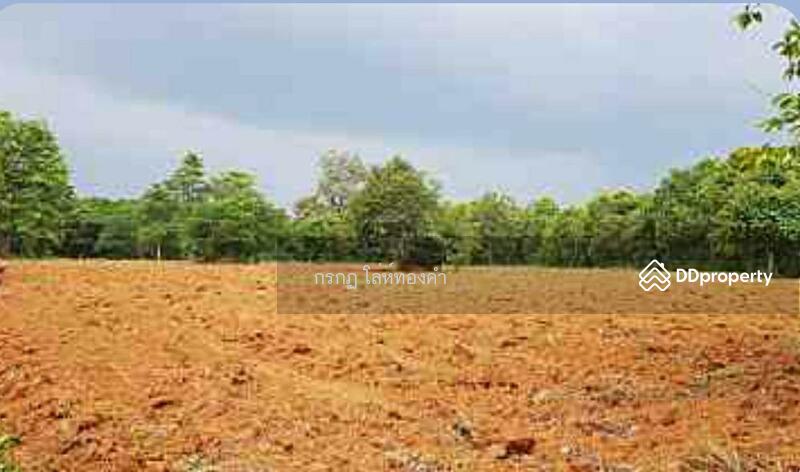 For Sale - ที่ดินภูเรือ, Loei