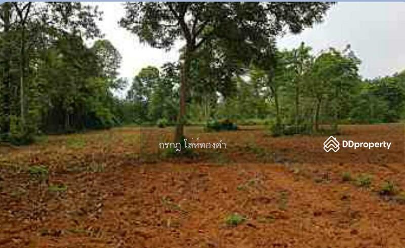 For Sale - ที่ดินภูเรือ, Loei