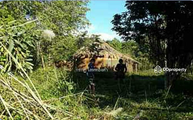 For Sale - ที่ดินภูเรือ, Loei