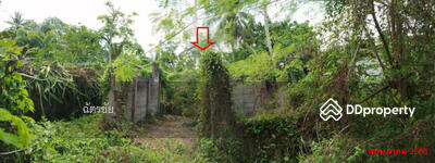 ขาย - ติดถนนสายบ้านลานช้าง – บ้านพูด, พัทลุง