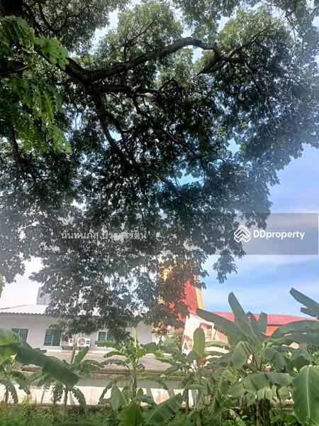 Land for sale Sukhumvit101 Bangjak Phakanong BKK, Bangkok, 565 สุขุมวิท, Bang Chak, Phra Khanong, Bangkok, , 736 sqm, Land For Sale, by นันท์นภัส ประยูรรัตน์, 11013681 - DDproperty.com