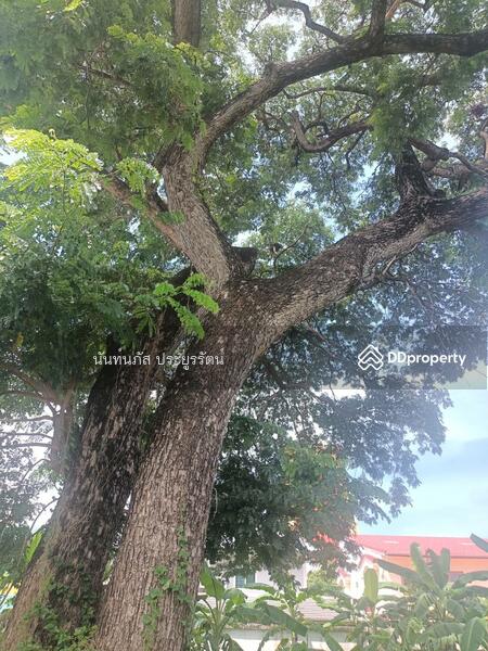 Land for sale Sukhumvit101 Bangjak Phakanong BKK, Bangkok, 565 สุขุมวิท, Bang Chak, Phra Khanong, Bangkok, , 736 sqm, Land For Sale, by นันท์นภัส ประยูรรัตน์, 11013681 - DDproperty.com