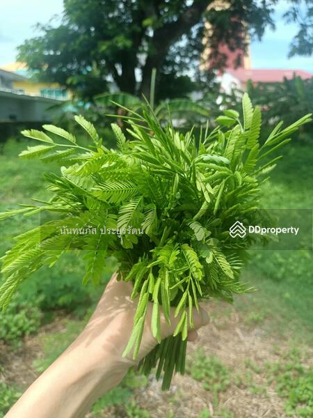 Land for sale Sukhumvit101 Bangjak Phakanong BKK, Bangkok, 565 สุขุมวิท, Bang Chak, Phra Khanong, Bangkok, , 736 sqm, Land For Sale, by นันท์นภัส ประยูรรัตน์, 11013681 - ที่ถมแล้วใช้ดินท้องร่องถมปลูกผักงาม - DDproperty.com