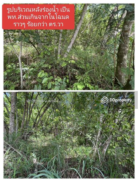 ขาย - ทำเลดี ราคาถูก ที่ดิน 1,559 ตร.ว. จาก ถ. ธนะรัตน์ กม.9 เข้ามาเพียง 700 เมตร ได้ที่เพิ่มอีกร้อยกว่าวา, นครราชสีมา