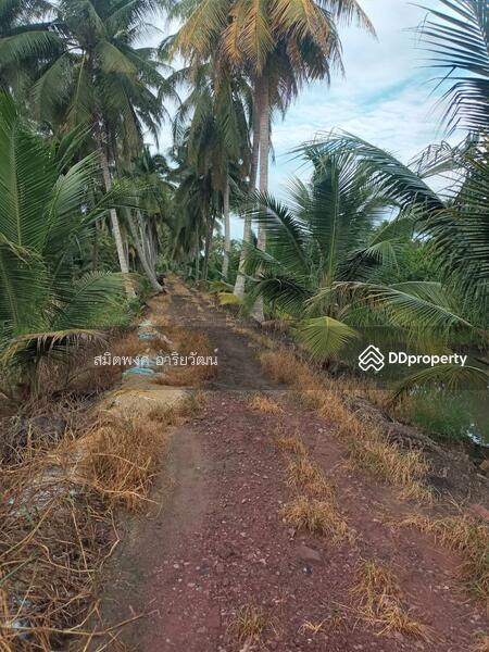 For Sale - Farm land for sale 13-2-61 Rai damnern sadoung Rachaburi, Ratchaburi