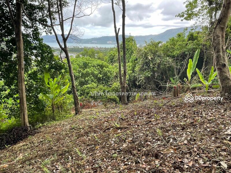 ขายที่ดิน ป่าตอง ภูเก็ต, ภูเก็ต, ป่าตอง, กะทู้, ภูเก็ต, 16,000 ตร.ม., ที่ดิน ขาย, โดย TOAH T., 11030826 - DDproperty.com