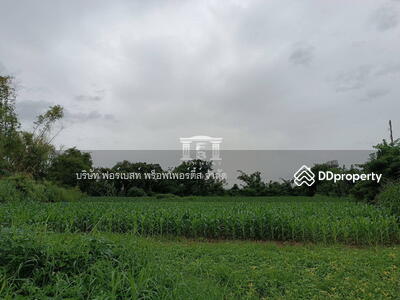 ขาย - 43291 – ขายที่ดิน เนื้อที่ 6-1-21 ไร่ อ.ฝาง จ.เชียงใหม่, เชียงใหม่