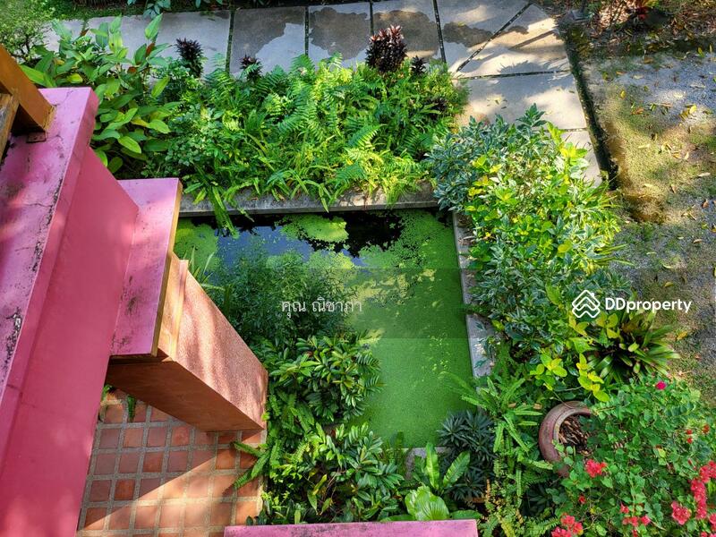 For Sale - Detached house for sale in north chiangmai, Mae Rim district, 2 - 1 - 95 Rai, Chiang Mai
