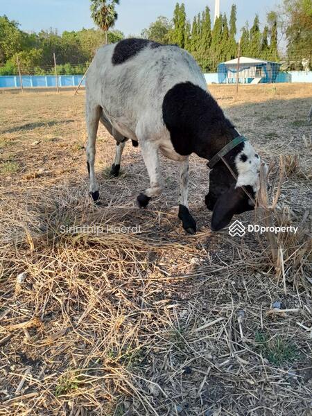 ให้เช่า - หอพัก บ้านคุณศิรินทร์ทิพย์, สระบุรี