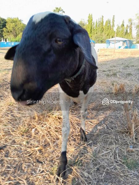 ให้เช่า - หอพัก บ้านคุณศิรินทร์ทิพย์, สระบุรี