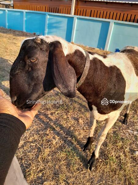 ให้เช่า - หอพัก บ้านคุณศิรินทร์ทิพย์, สระบุรี