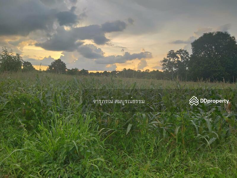 ขาย - ที่ดินเปล่า อ.ขามทะเลสอ, นครราชสีมา