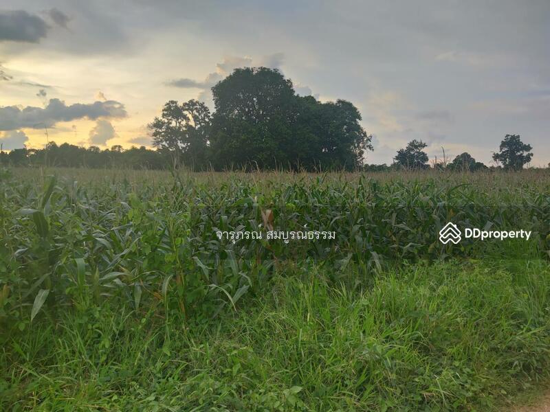 ขาย - ที่ดินเปล่า อ.ขามทะเลสอ, นครราชสีมา