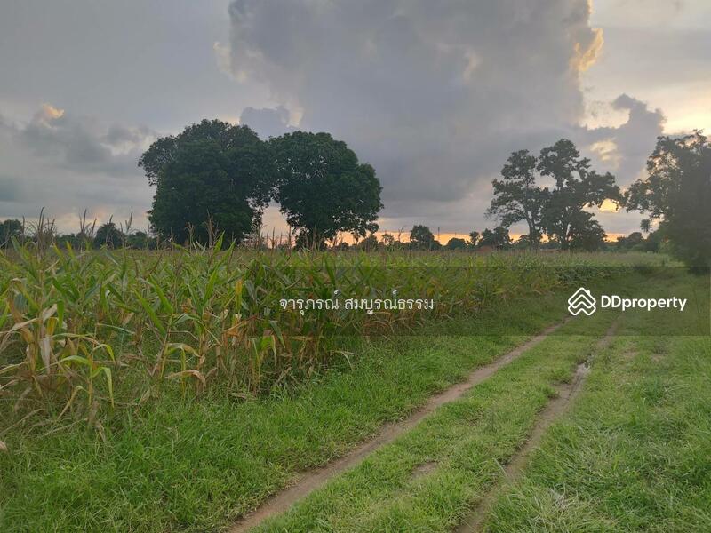 ขาย - ที่ดินเปล่า อ.ขามทะเลสอ, นครราชสีมา