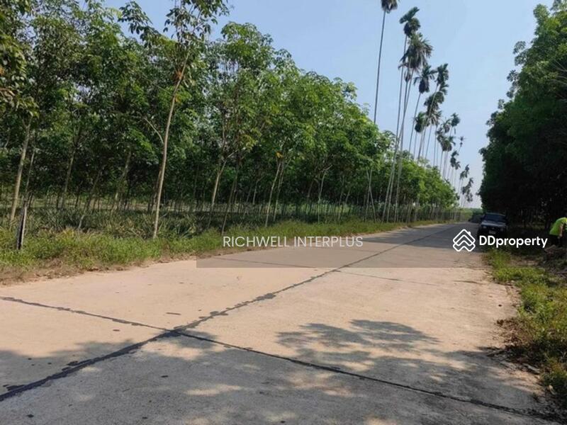 Land for sale with 3 rai of Namsanthong rubber plantation, next to a