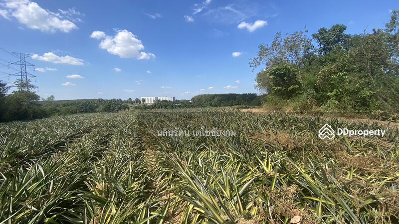 ขาย - ที่ดิน จ.ระยอง 11 ไร่, ระยอง