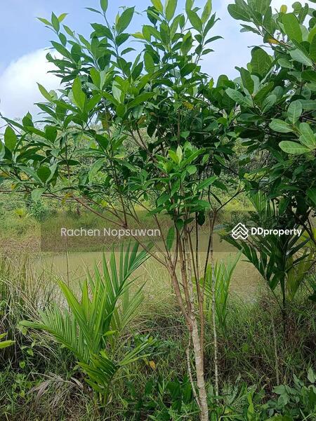 ขาย - ที่ดินบางกล่ำ, สงขลา
