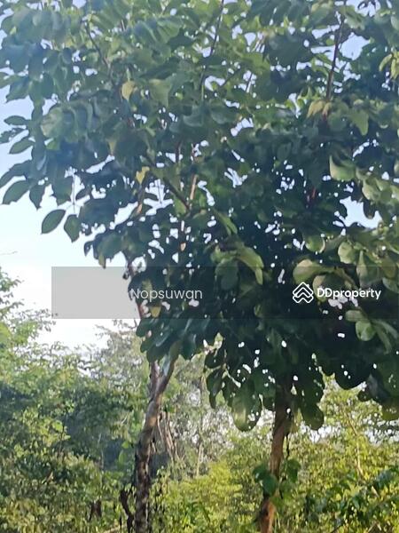 For Sale - ที่ดินบางกล่ำ, Songkhla