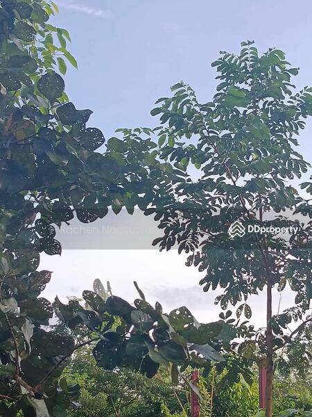 ขาย - ที่ดินบางกล่ำ, สงขลา