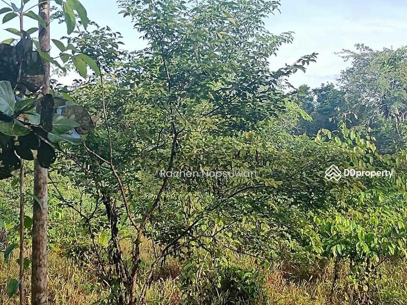ขาย - ที่ดินบางกล่ำ, สงขลา