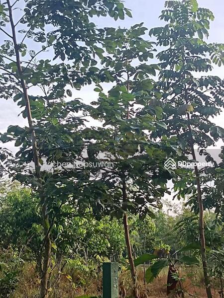 For Sale - ที่ดินบางกล่ำ, Songkhla