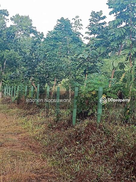 ขาย - ที่ดินบางกล่ำ, สงขลา