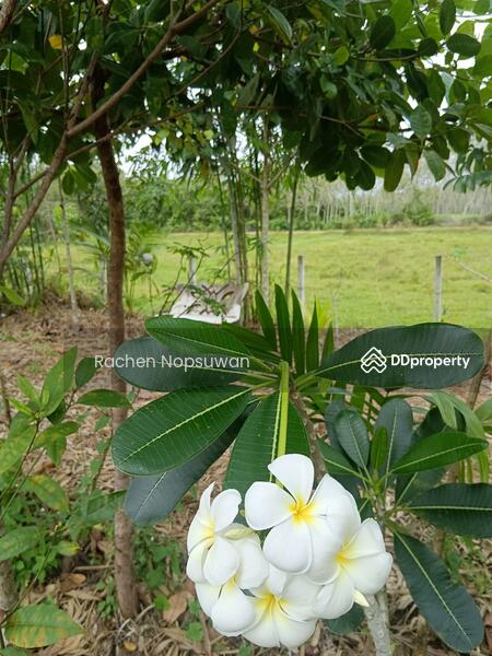 ขาย - ที่ดินบางกล่ำ, สงขลา