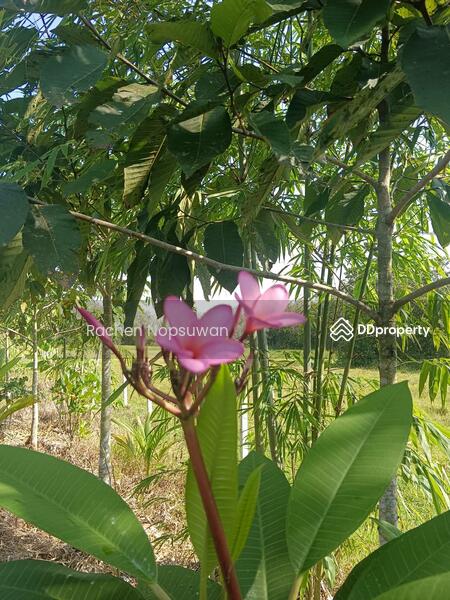 For Sale - ที่ดินบางกล่ำ, Songkhla