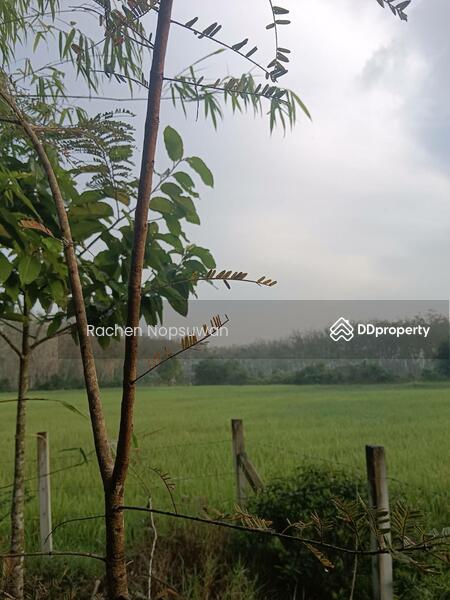 ขาย - ที่ดินบางกล่ำ, สงขลา