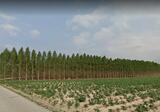 บ้านฉาง ระยอง - DDproperty.com