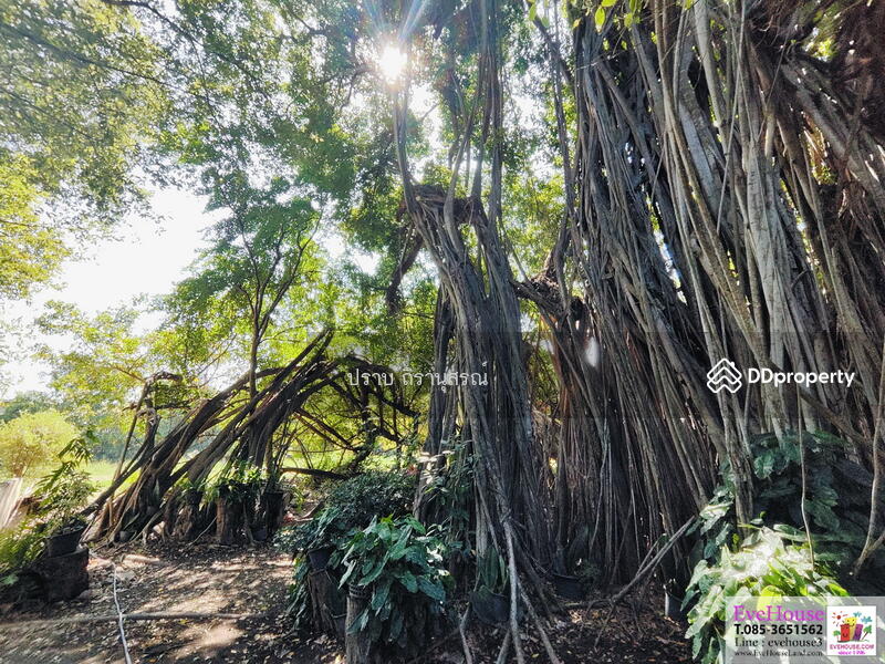 For Sale - Phra Nakhon Si Ayutthaya, Phra Nakhon Si Ayutthaya